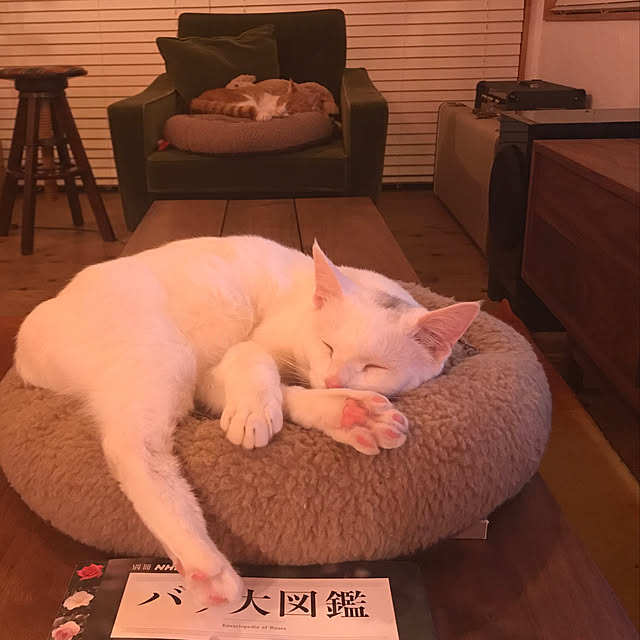 sakurasakuさんの実例写真