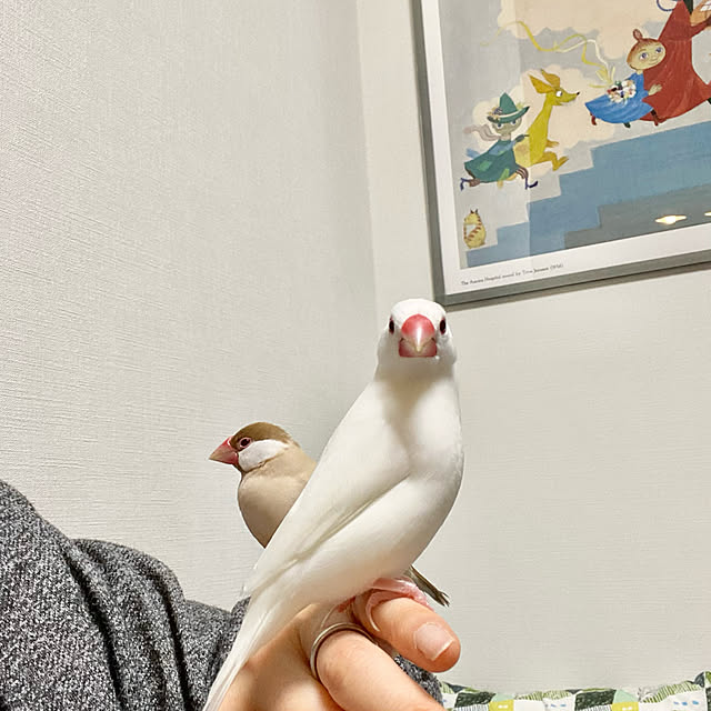 hananokaoriさんの実例写真
