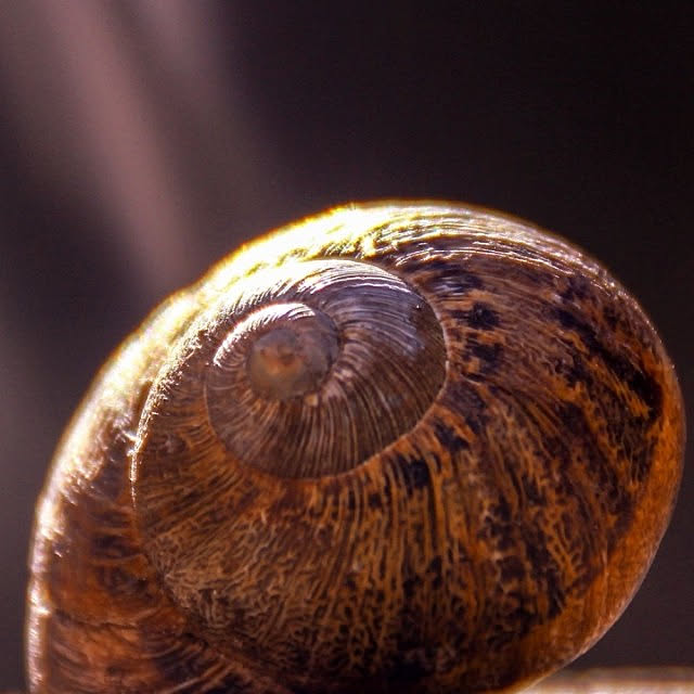 Dilophoさんの実例写真