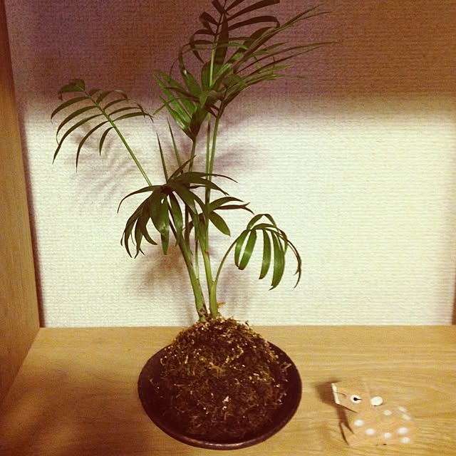 maaさんの実例写真