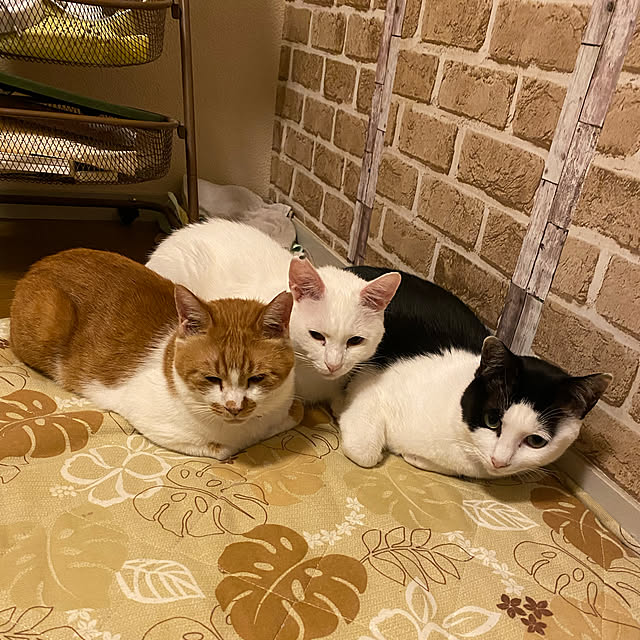 SHIHOさんの実例写真