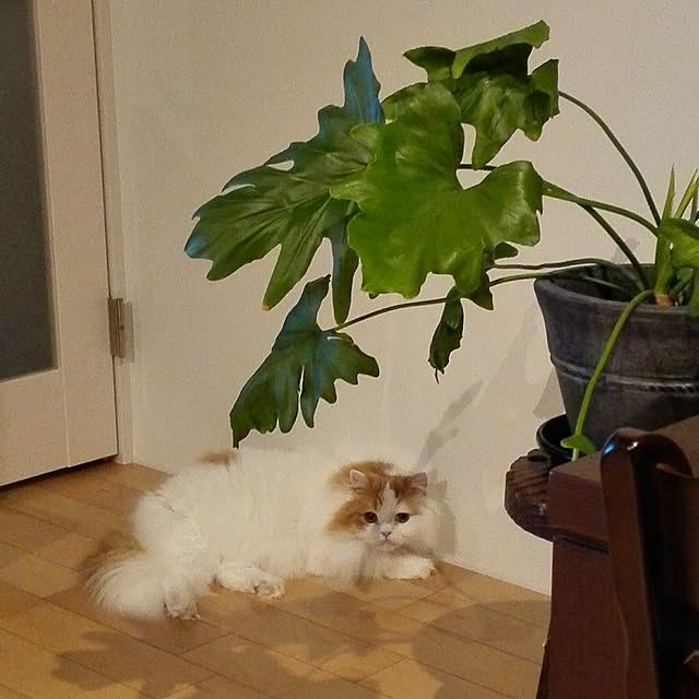 1ldksさんの実例写真