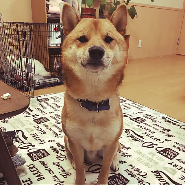 pillowsさんの実例写真