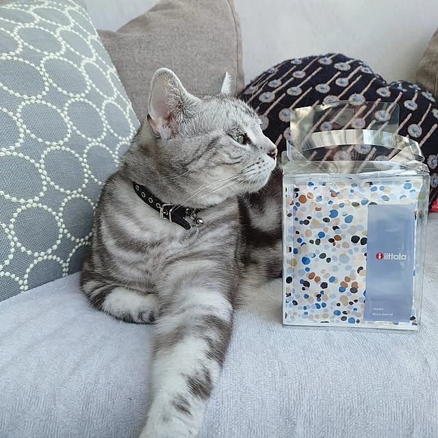 asmaさんの部屋