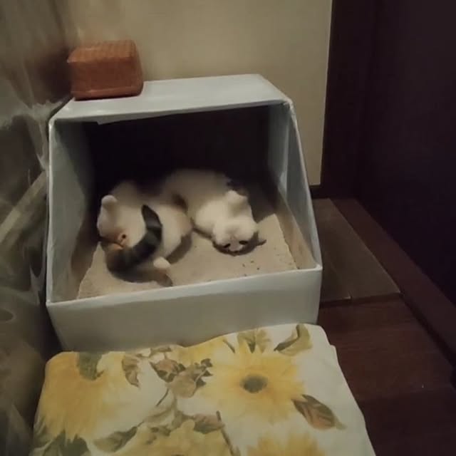 mori_6_12さんの部屋