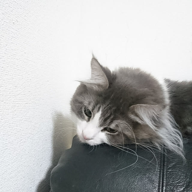 shinobuさんの実例写真