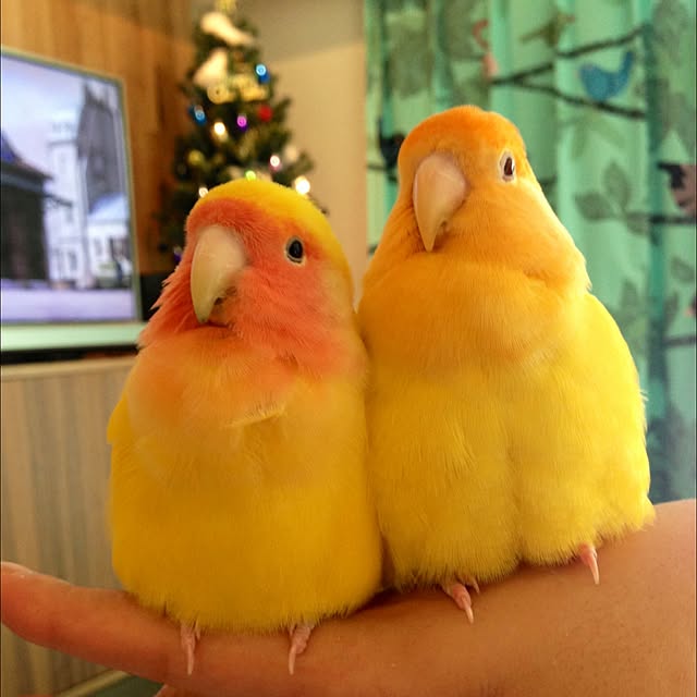 maitanさんの実例写真