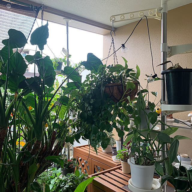 バス/トイレ/植物を立体的に飾る/胡蝶蘭のある生活/胡蝶蘭/つっぱり棒...などのインテリア実例 - 2025-05-22 16:26:16