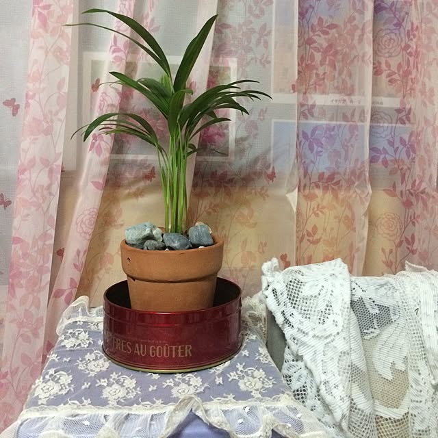 リビング/観葉植物のインテリア実例 - 2017-05-23 22:36:21