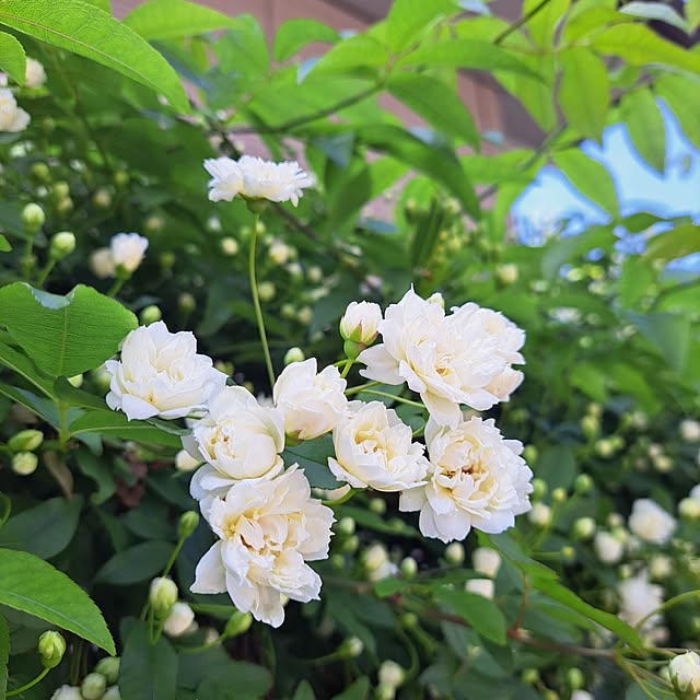 valleさんの実例写真