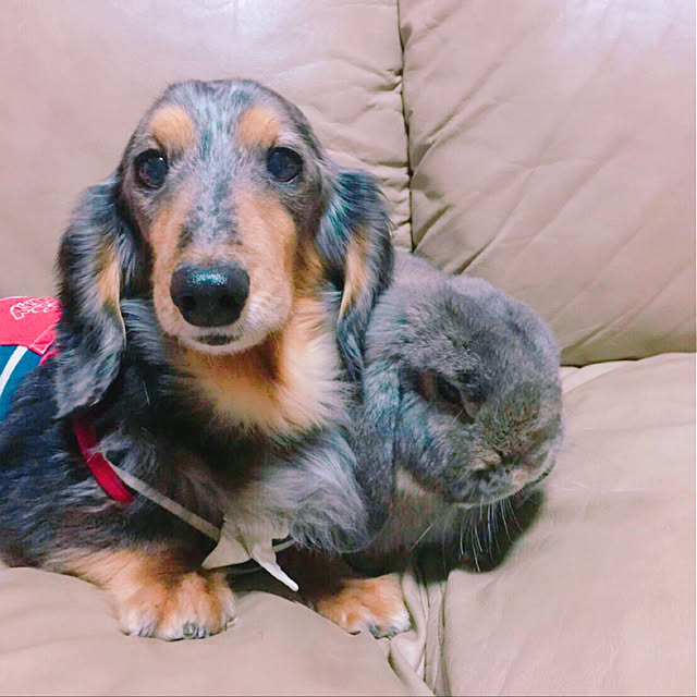 Ruiさんの実例写真