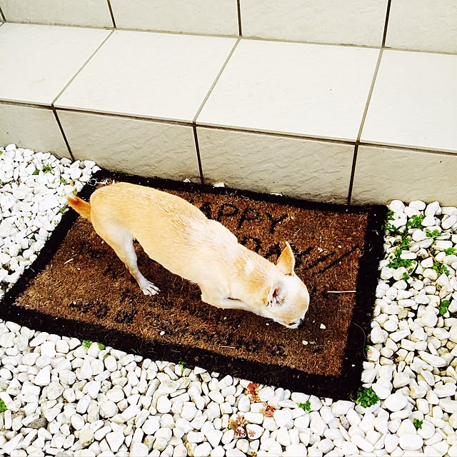 terumiさんの実例写真