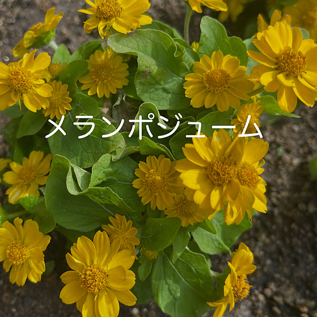 chikaさんの部屋