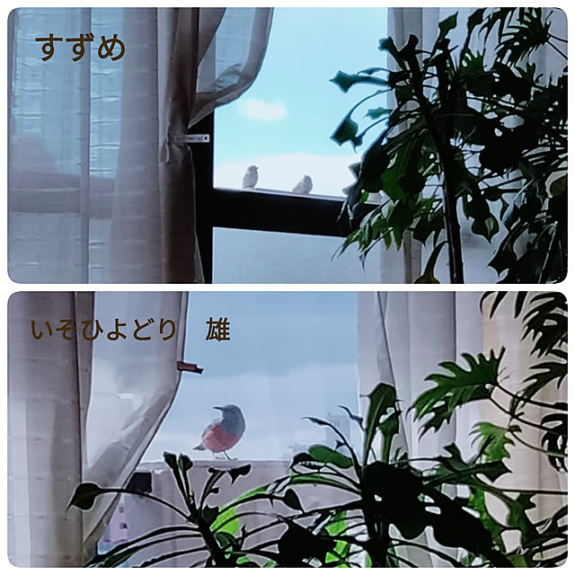 reko639さんの実例写真