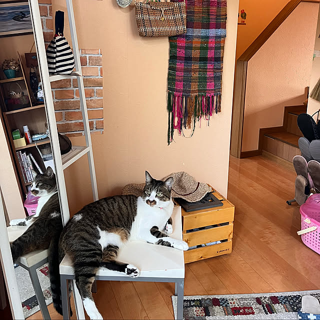 jijiさんの実例写真