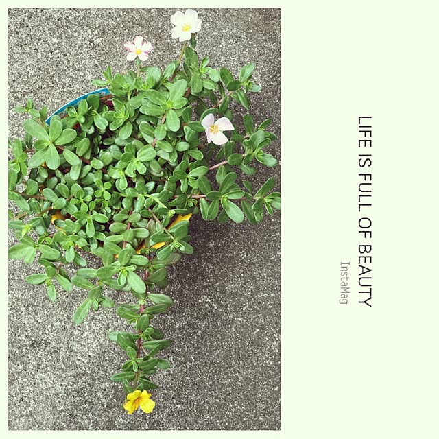 seroriさんの実例写真