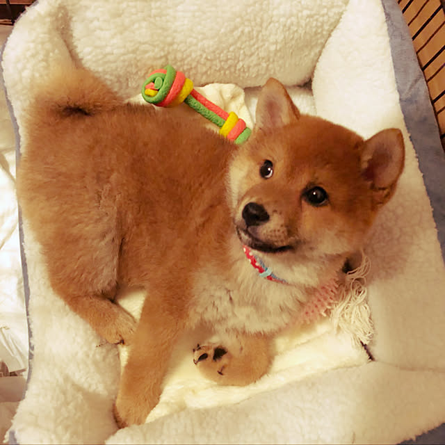 tanyuumoさんの実例写真