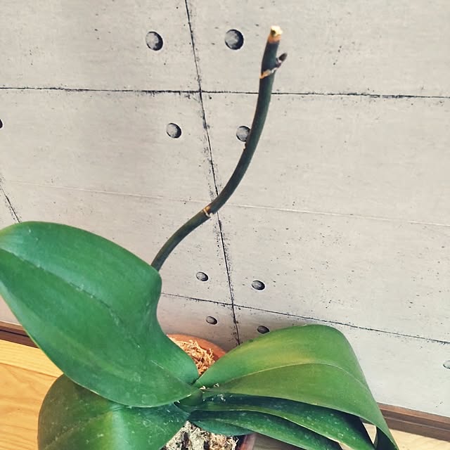 tomopiさんの部屋