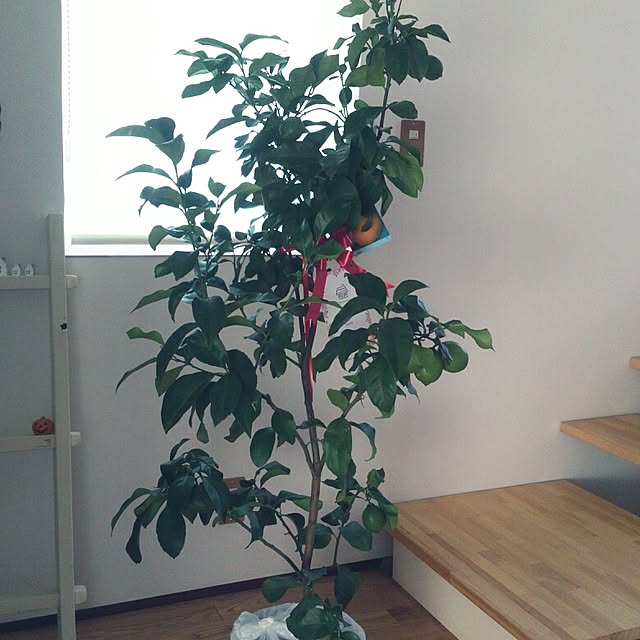 manamanaさんの実例写真