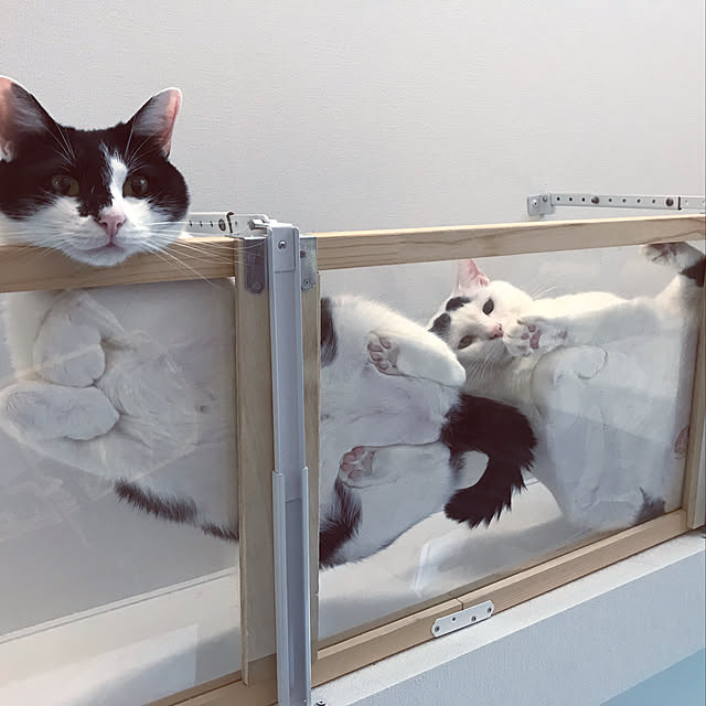 mofumofu292930さんの実例写真
