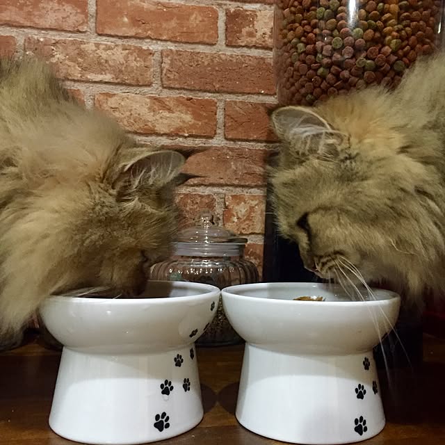 butachanさんの実例写真