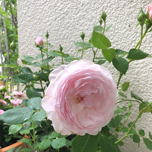 yumicyanさんの実例写真