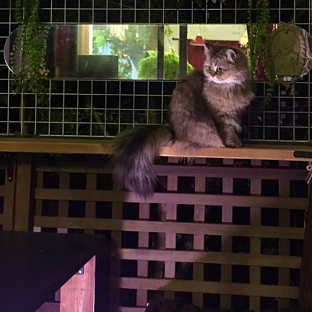 butachanさんの実例写真