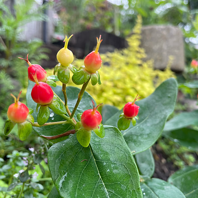 ヒペリカムの実/庭のある暮らし/植物/庭/花壇...などのインテリア実例 - 2021-07-02 19:29:25