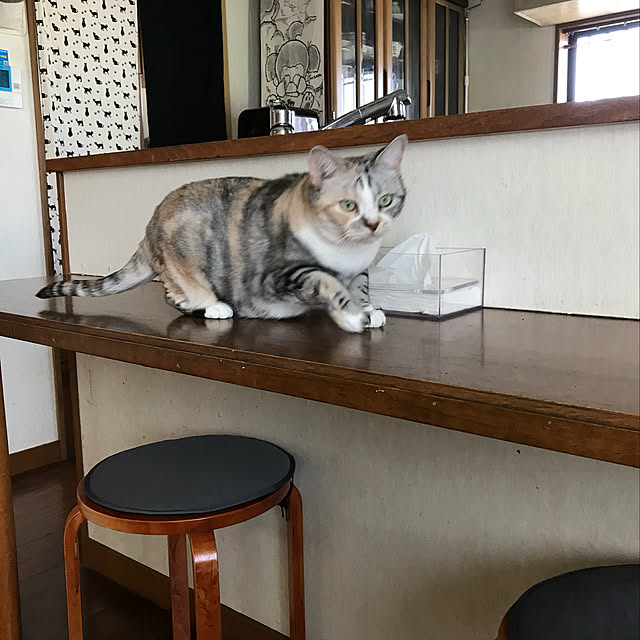 kami_haさんの実例写真