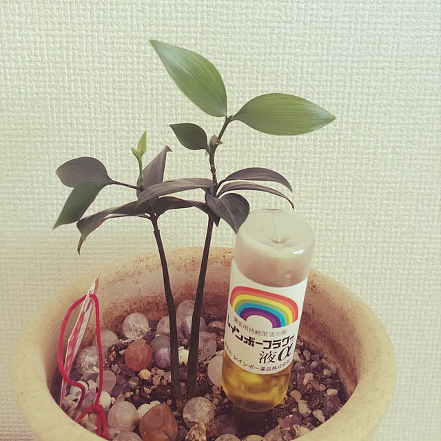 MIRAINOさんの実例写真