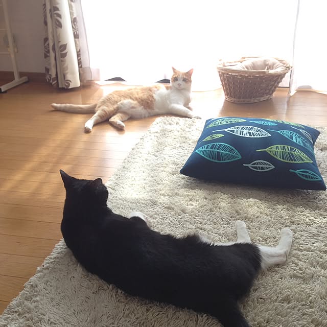 Kinanさんの実例写真