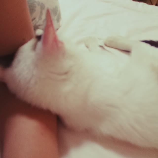 chibimariさんの実例写真