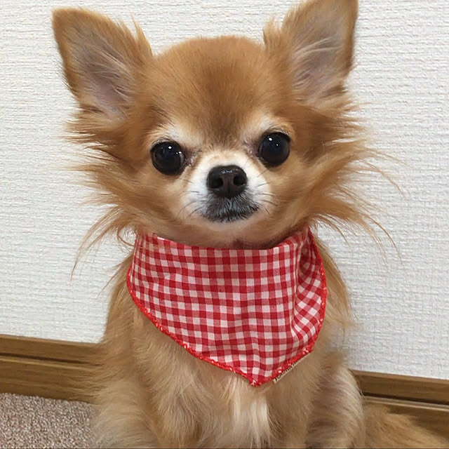 koroさんの実例写真