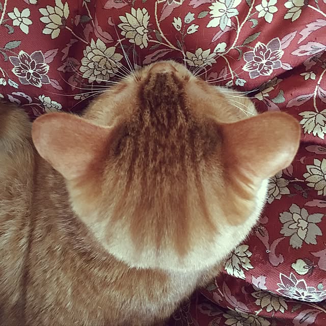 baronkotarouさんの実例写真