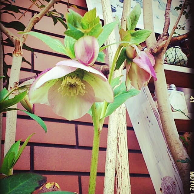 cedarrosemamさんの実例写真