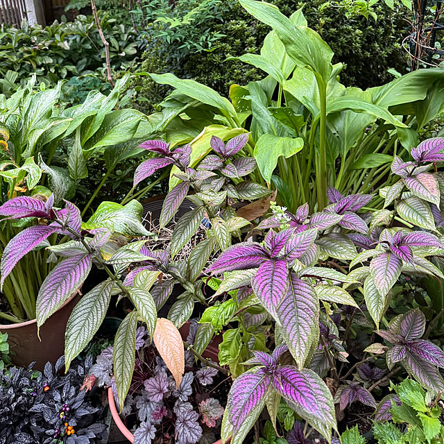 mamizaさんの部屋