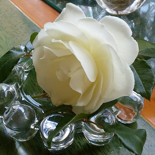 バス/トイレ/薔薇/アイスバーグ/薔薇が好き/ガラス...などのインテリア実例 - 2017-05-14 10:06:02