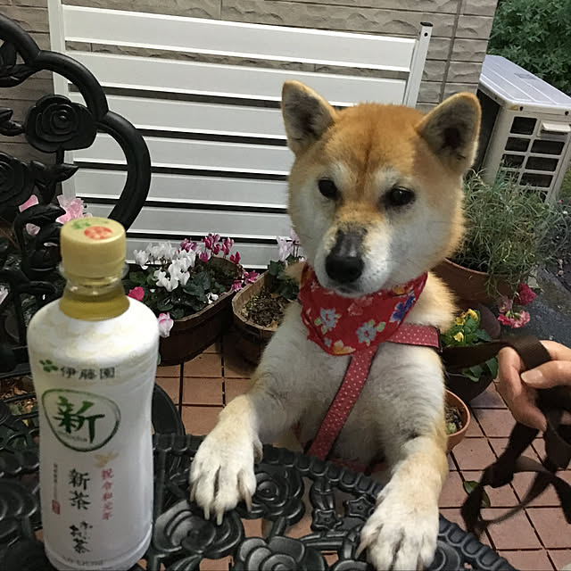 kyukoさんの実例写真