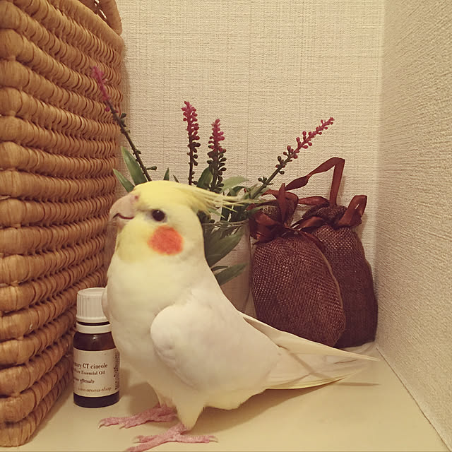 toratanさんの実例写真