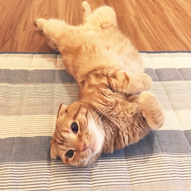 randebuさんの実例写真