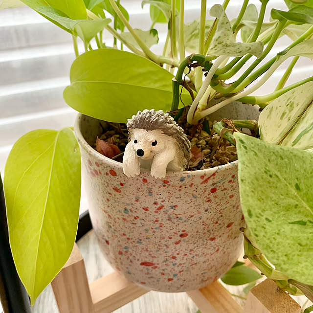 Minteaさんの部屋