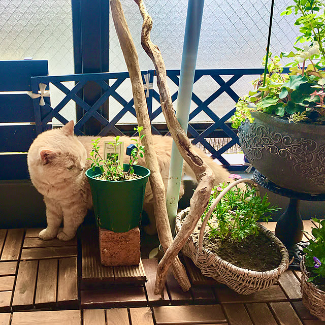 naokoさんの部屋
