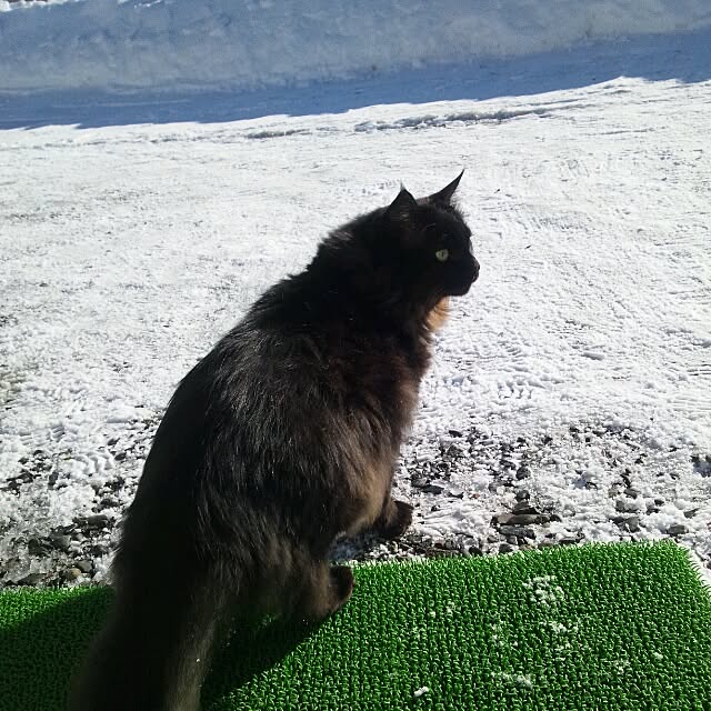 coroさんの実例写真