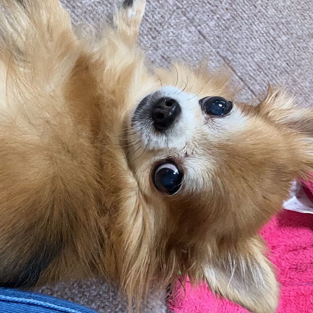 koroさんの実例写真