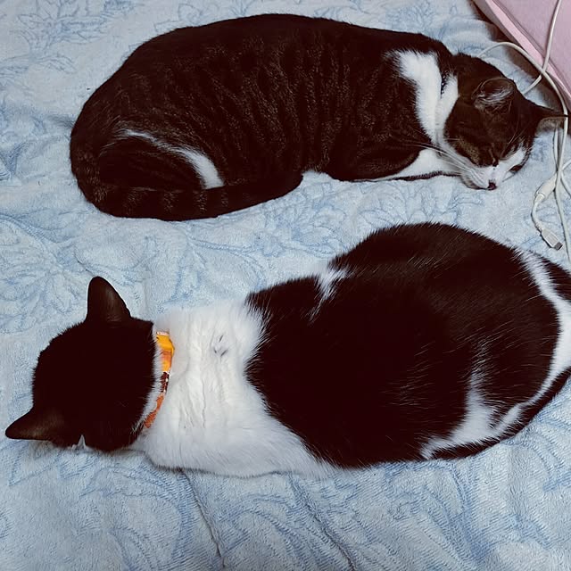 6catsさんの実例写真