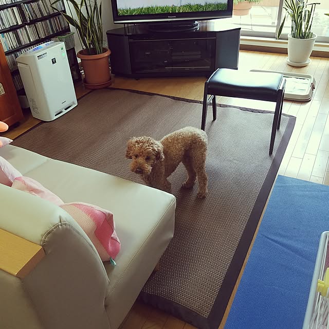 miyocoさんの実例写真