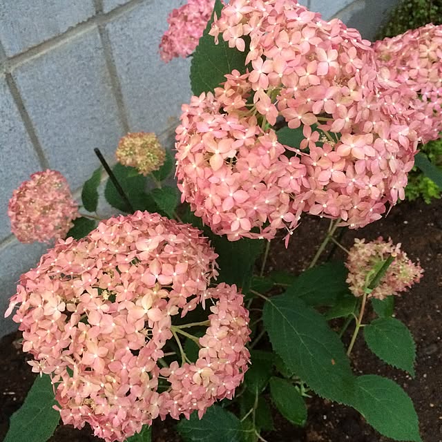 Mi-chonさんの実例写真