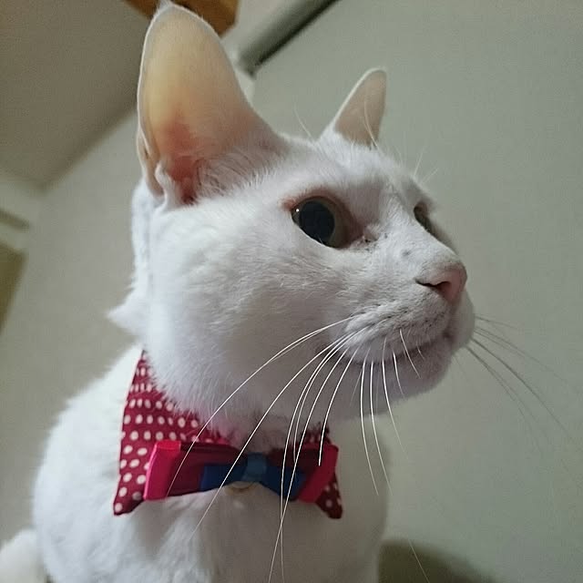 Ryoさんの実例写真