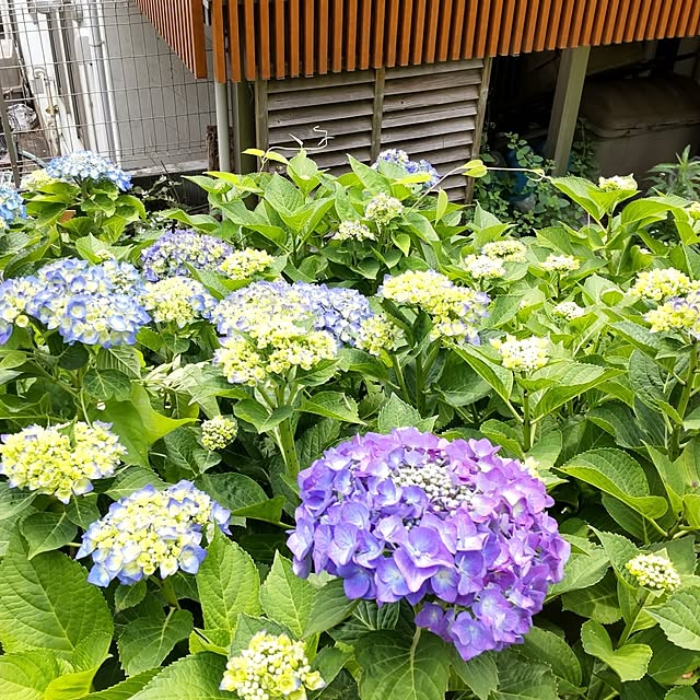 mapleさんの実例写真