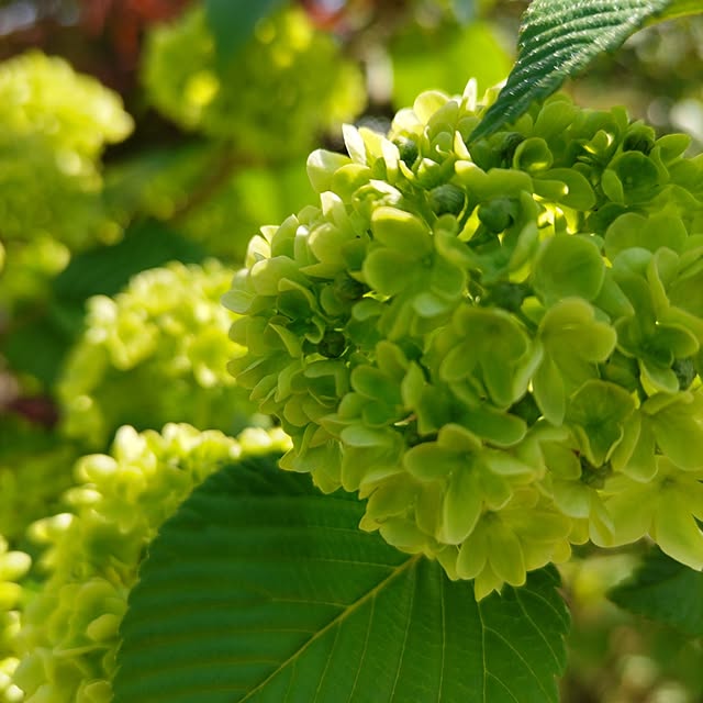 salacocoさんの部屋